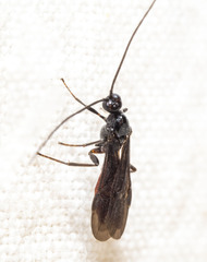 Atanycolus cappaerti