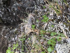 Salix herbacea
