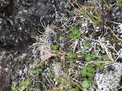 Salix herbacea