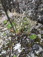 Salix herbacea