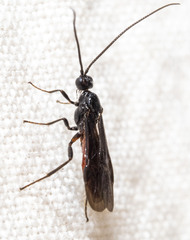 Atanycolus cappaerti