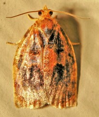 Archips infumatana