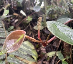 Peperomia choroniana