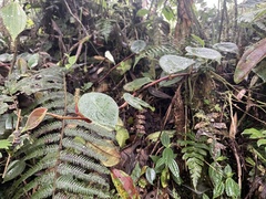 Peperomia choroniana