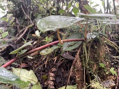 Peperomia choroniana