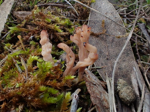 Clavulina vinaceocervina image