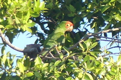 Psittacara mitratus