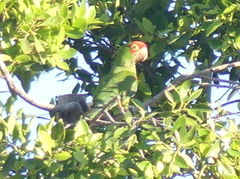 Psittacara mitratus