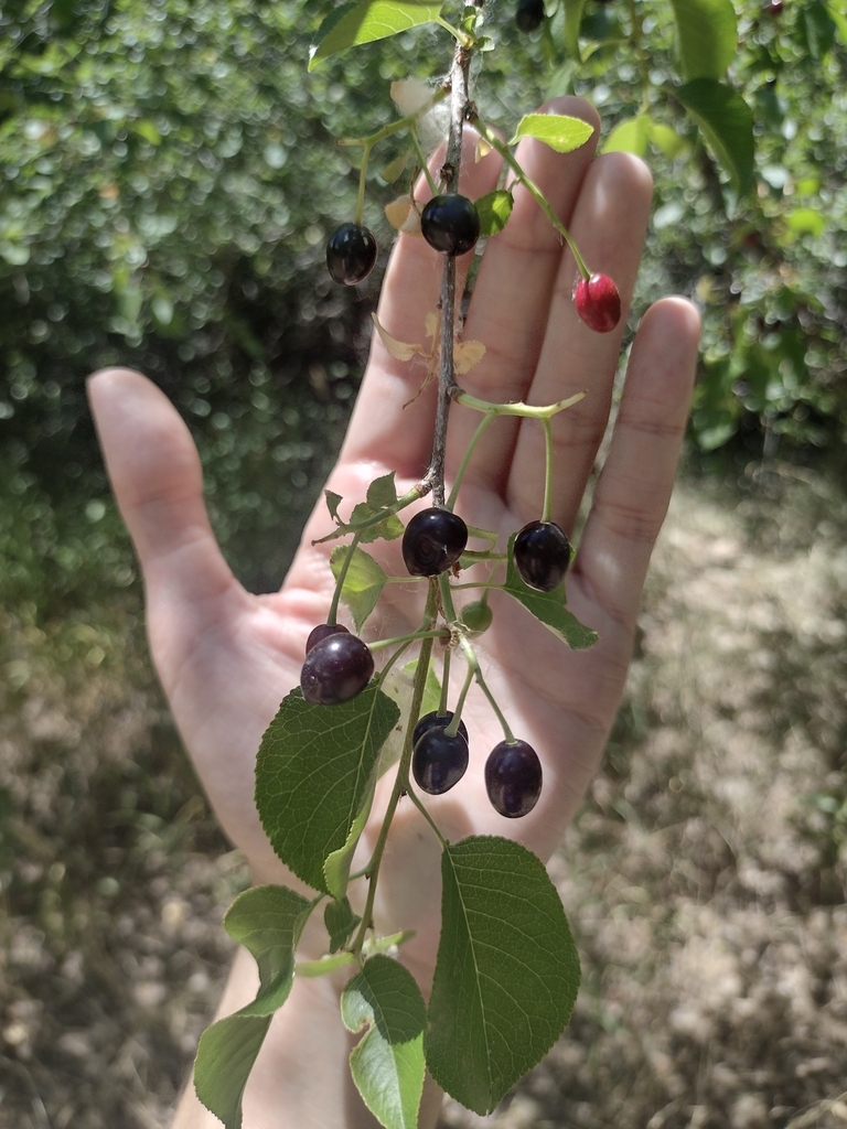 St Lucie Cherry from Springville, UT, USA on July 12, 2022 at 02:37 PM ...