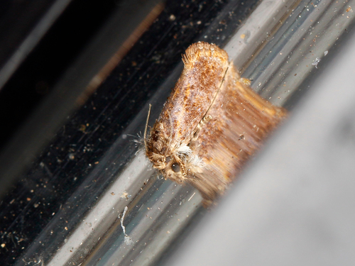 Panama Grass Tubeworm Moth photo 6