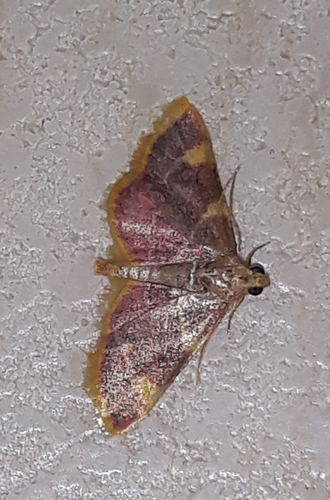 Hypsopygia costalis