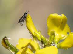 Acmaeodera cisti