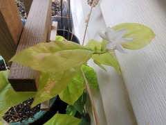 Jasminum sambac