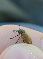 Labidostomis humeralis