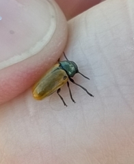 Labidostomis humeralis