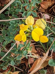 Lotus corniculatus