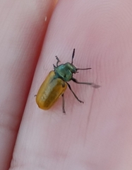 Labidostomis humeralis