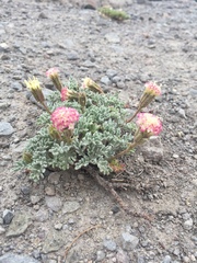 Chaenactis nevadensis