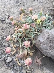 Chaenactis nevadensis