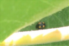 Hyperaspis quadrioculata