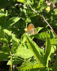 Coenonympha arcania