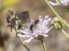 Megachile canariensis