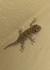 Tarentola mauritanica