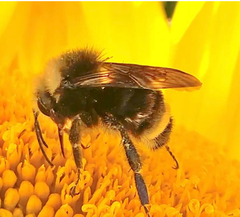Bombus caliginosus