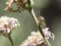 Eudolycoris alluaudi