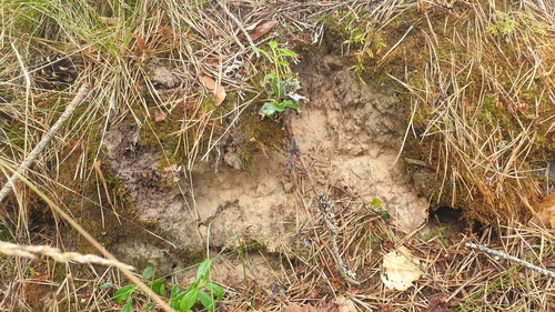Placynthiella uliginosa, 2022-07-09