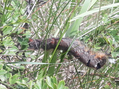 Gastropacha quercifolia