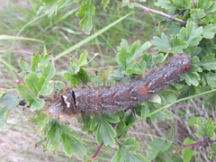 Gastropacha quercifolia