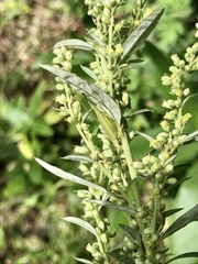 Oecanthus longicauda