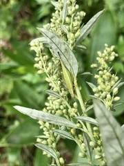 Oecanthus longicauda