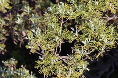 Athanasiinae