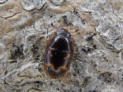 Cryptarcha strigata