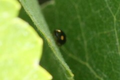 Hyperaspis quadrioculata