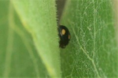 Hyperaspis quadrioculata