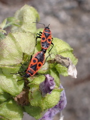 Pyrrhocoris apterus
