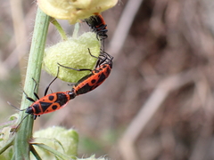 Pyrrhocoris apterus