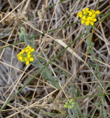 Alyssum montanum gmelinii