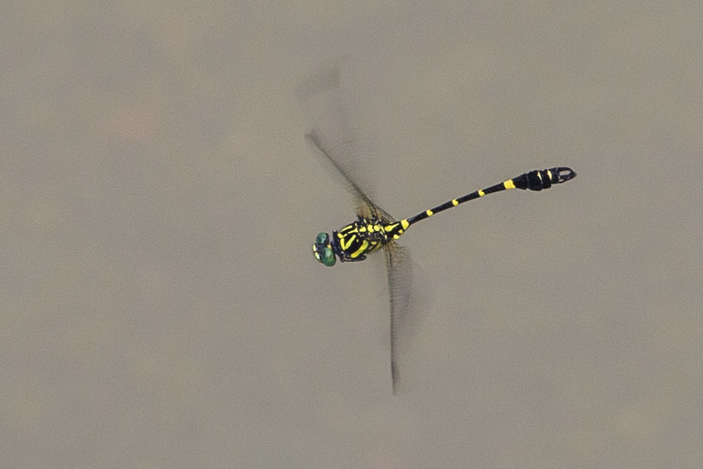 Lamelligomphus camelus