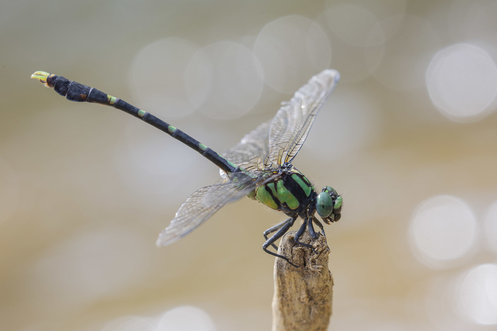 Nihonogomphus