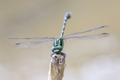 Nihonogomphus thomassoni