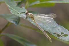 Burmagomphus vermicularis