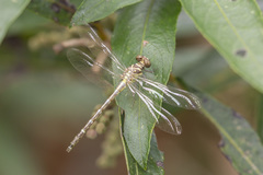 Burmagomphus vermicularis