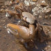 Atlantic Mangrove Fiddler Crab - Photo (c) Stuart Brown, some rights reserved (CC BY-NC-SA)