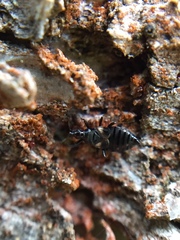 Temnostethus gracilis