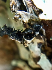 Temnostethus gracilis