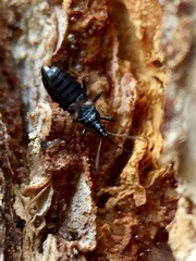 Temnostethus gracilis